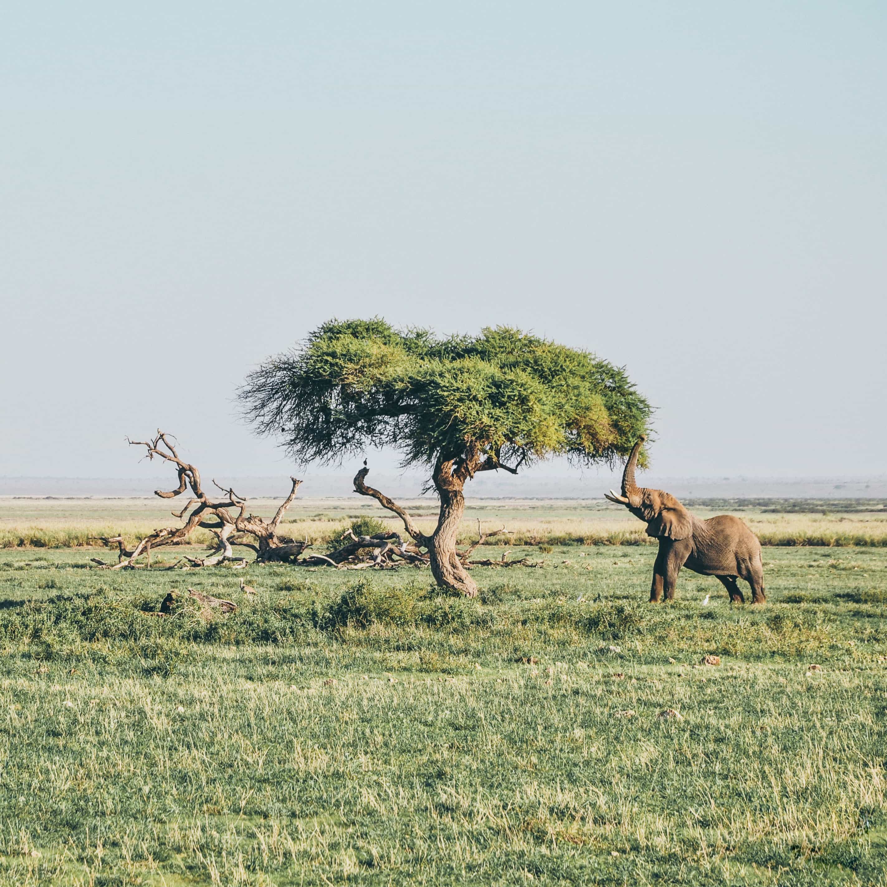 amboseli