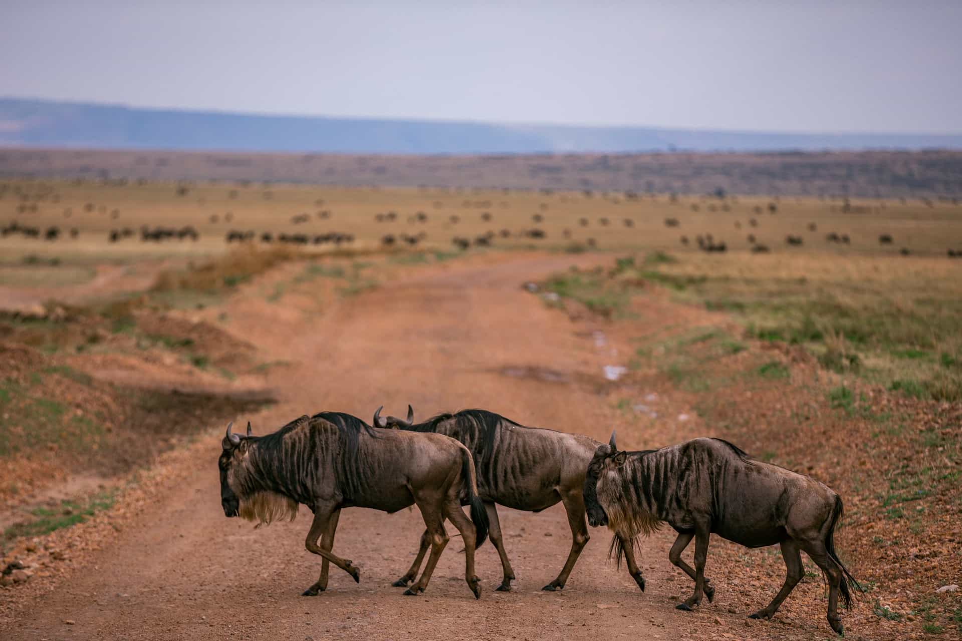 wildebeest