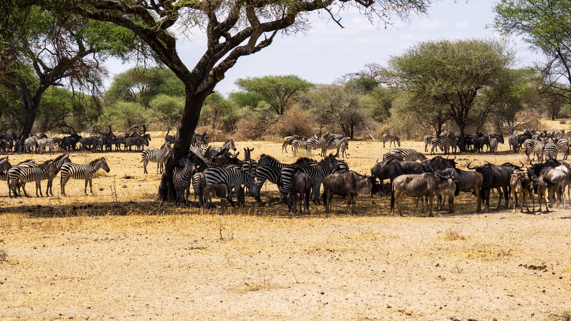 wildebeest